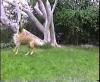 The Tree Tug Champ.mp4